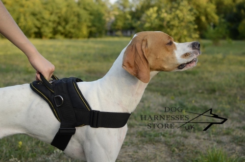 Pointer Dog Harness