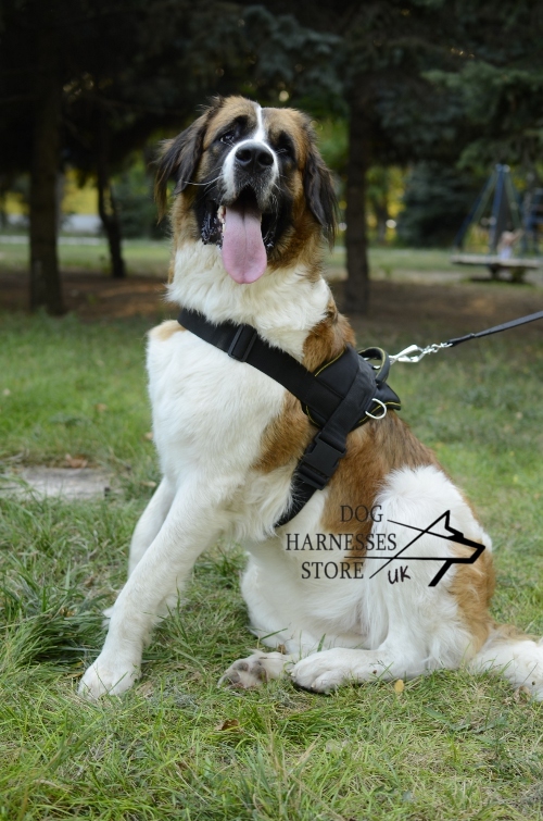 Saint Bernard or Moscow Watch Dog Nylon Harness