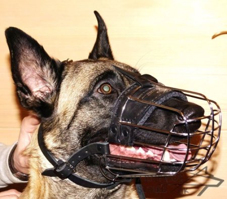 Best Dog Muzzle for Belgian Malinois Daily Activities