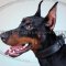 Best Doberman Dog Collar of Leather with Soft Felt Lining