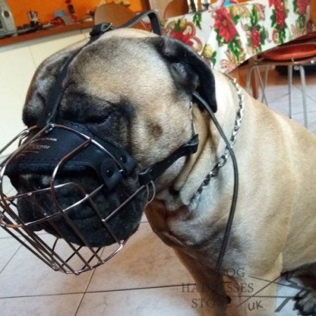 Dog Muzzle for Bullmastiff Safe Walking and Training