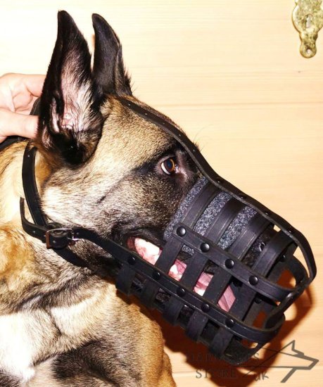 Belgian Malinois Leather Muzzle for Everyday Use