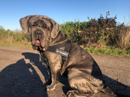 Best Harness for Neapolitan Mastiff Various Activities