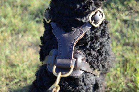 Black Russian Terrier Harness of Luxury Design and Top Quality