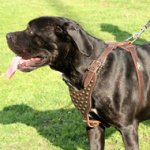 Walking Dog Harness for Large Dogs with Best Studs