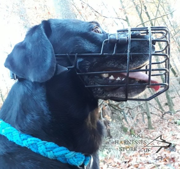 Labrador Basket Muzzle Rubber Covered for Winter and Summer