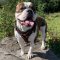 Leather Dog Harness for American Bulldog Walking and Tracking