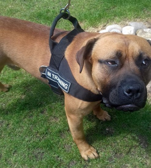 Mastiff 2025 dog harness