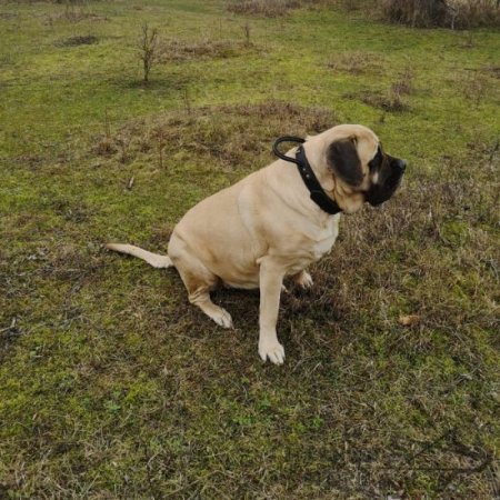 what is the sizeof english mastiff neck