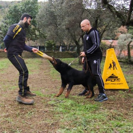 IGP Mini Blind for Puppy and Young Dog Basic Training