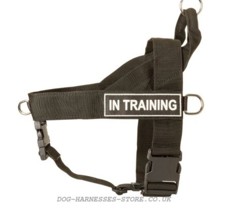 Best Harness for Neapolitan Mastiff Various Activities