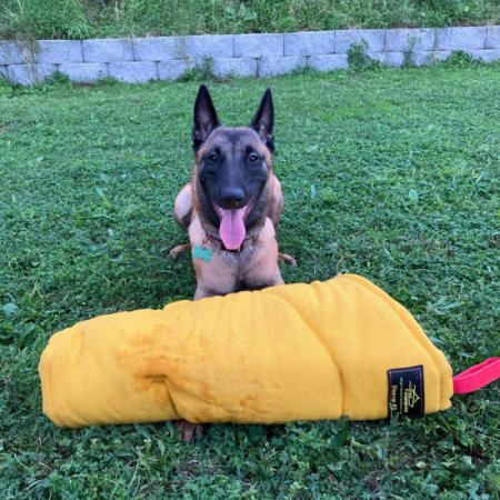 Young Dog Bite Sleeve, Makes Training Effective and Safe