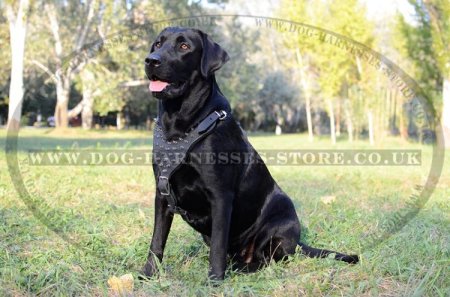 Large Breed Leather Dog Harness with Spikes