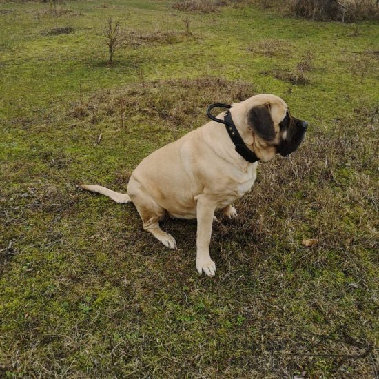 English Mastiff Leather Collar Double Thick with Control Handle