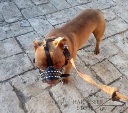 Muzzle for Amstaff of Royal Design and Quality 80.00