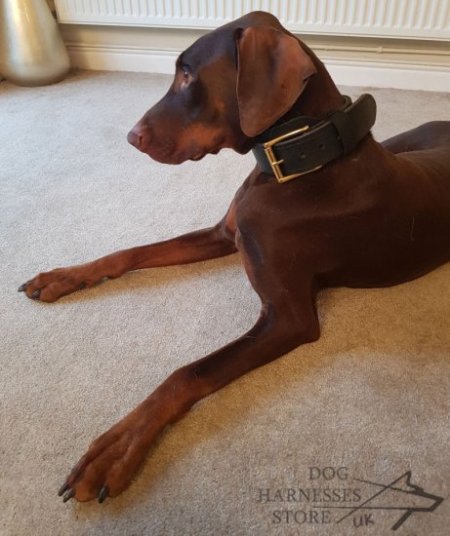 Pinscher collar hotsell