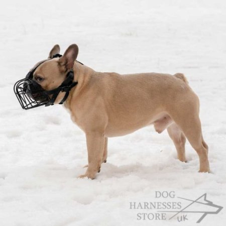 Basket Muzzle for French Bulldog Outings in Frost and Heat