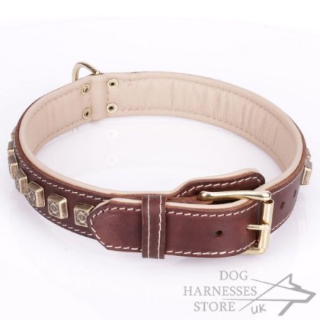 Brown Padded Leather Dog Collar with Brass Cubes