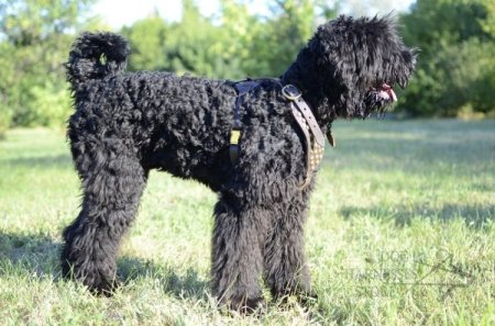 Black Russian Terrier Harness of Luxury Design and Top Quality