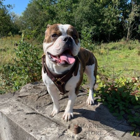 Leather Dog Harness for American Bulldog Walking and Tracking