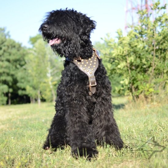 Black Russian Terrier Harness of Luxury Design and Top Quality