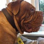 Dogue de Bordeaux Collar of Soft Felt Padded Narrow Leather