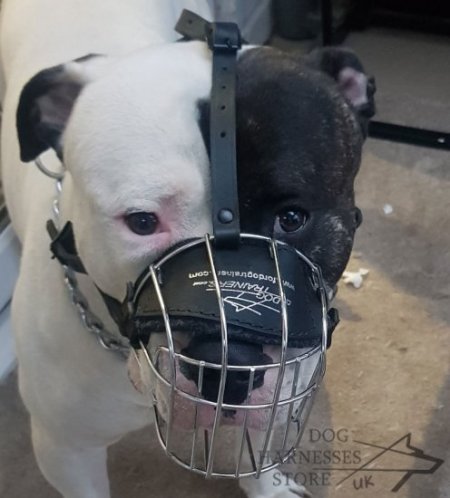 American Bulldog Muzzle for Walking and Training