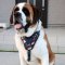 St Bernard Dog Harness Leather "American Pride"