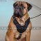 Bullmastiff Padded Leather Harness UK