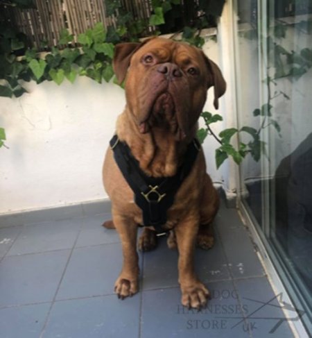 Dogue de Bordeaux Leather Harness for Safe Walking and Training