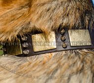 Best Dog Collar with Brass Plates and Nickel Spikes for GSD