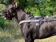 car harness for great dane