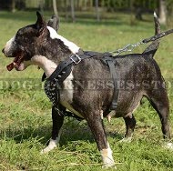 Leather Dog Harness with Shining Spikes for English Bull Terrier