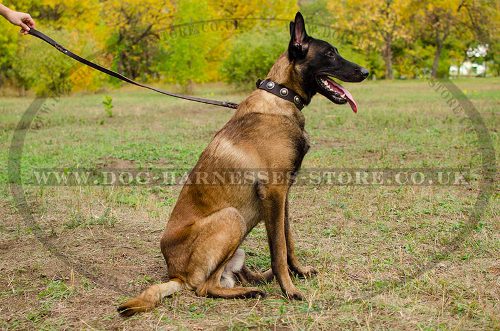 Leather Dog Collar