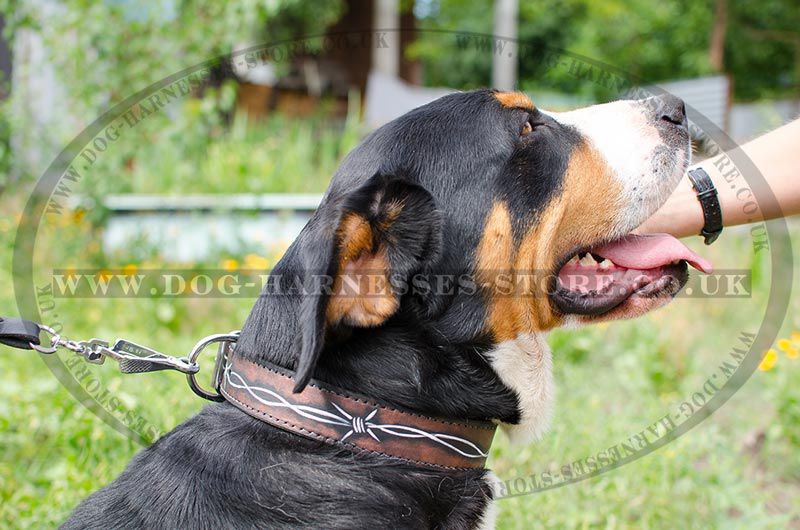 swiss mountain dog collar