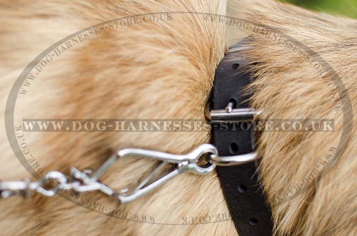 Belgian Tervuren Collar