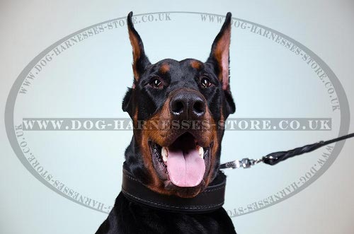 Best Doberman Dog Collars