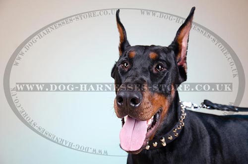 Doberman Collars