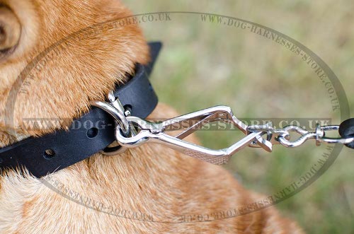 Shar-Pei Collar UK