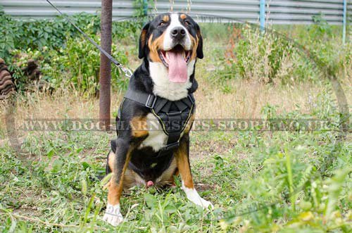 Nylon Harness for Bernese Sennenhund Dogs