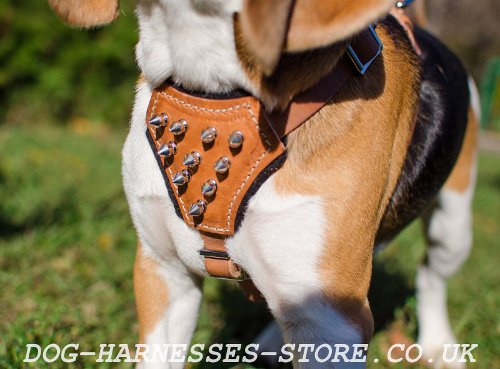 Best Harness for Beagle Puppy