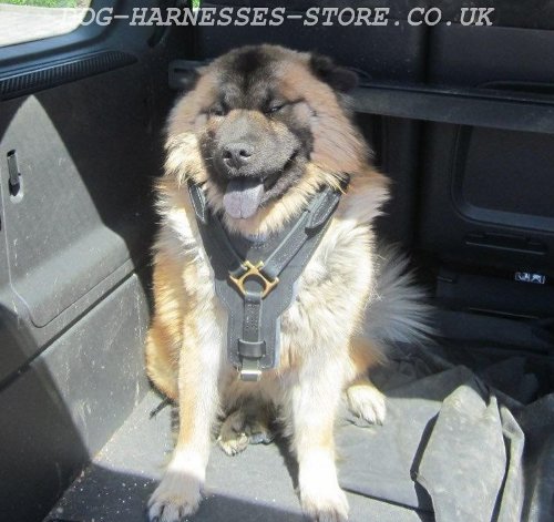Eurasien Dog Harness