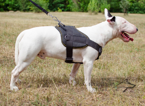 Nylon Harness for English Bull Terriers