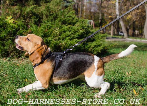 Harness for Beagle