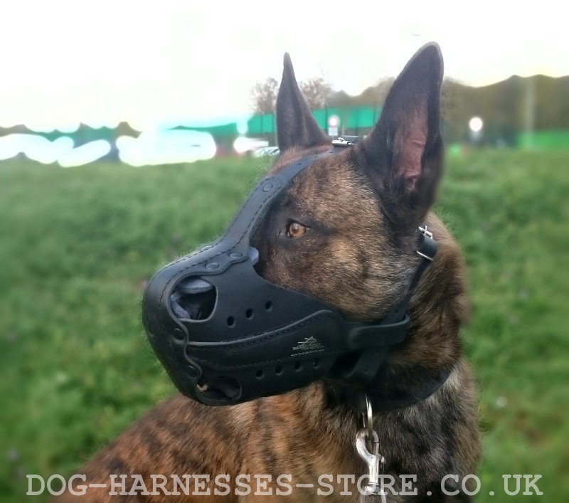 dog muzzle uk