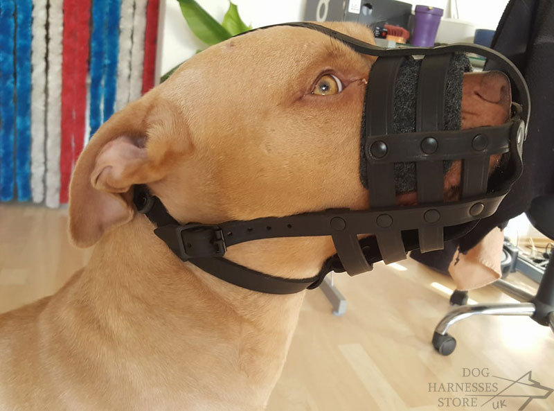 dog muzzle for pitbull