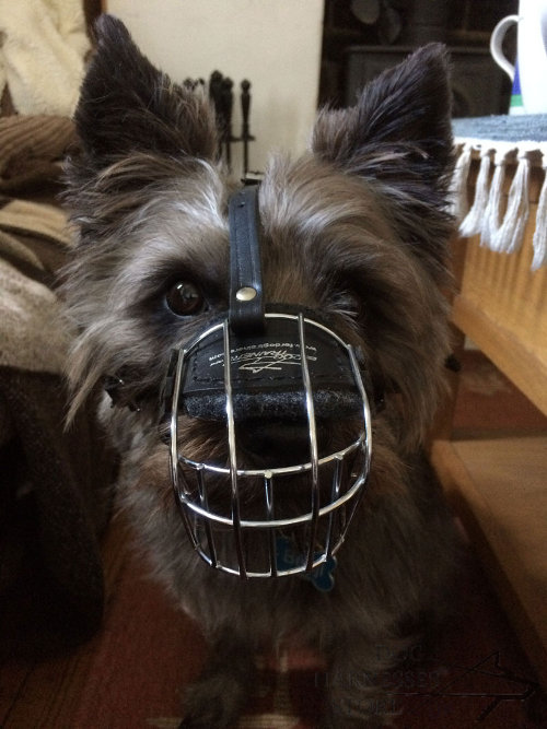 Muzzle for Cairn Terrier