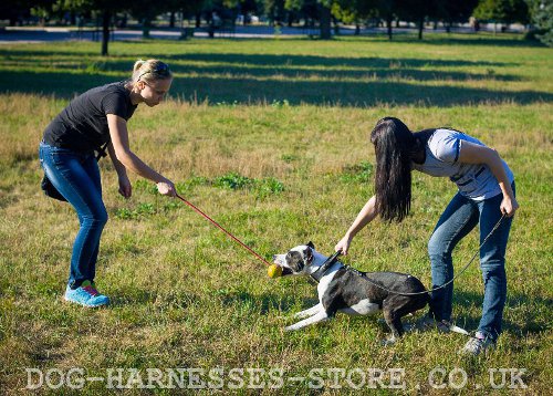 Hard Rubber Dog Ball