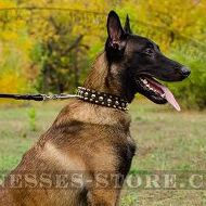 Exclusive Dog Collar with Spikes and Studs for Belgian Shepherd