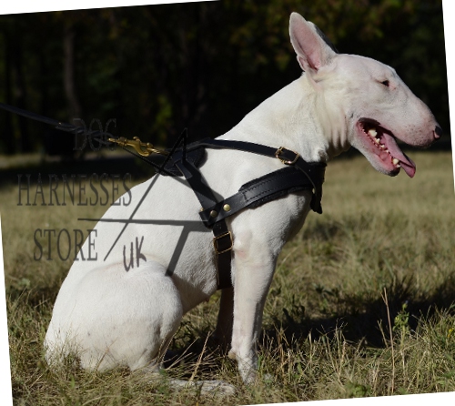 Bull Terrier Harness  Dog Pulling Harness UK